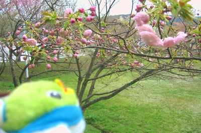 青島の八重桜とトリピー