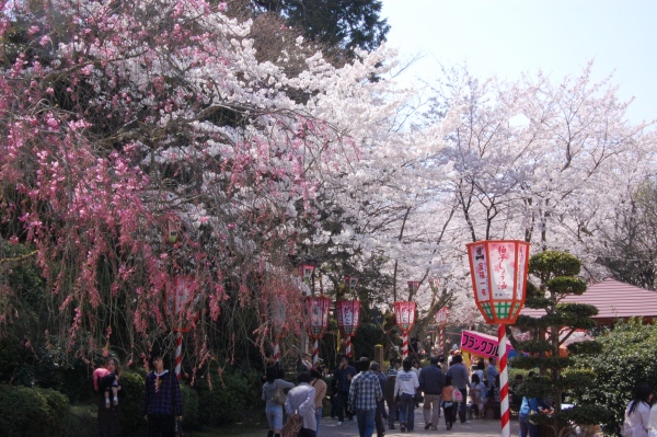 中国四国お花見 桜の名所 見ごろ情報