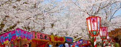 桜まつり 春まつり 鳥取県観光案内 とっとり旅の生情報