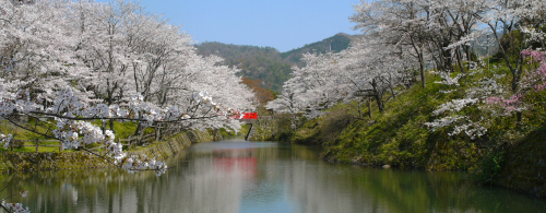 桜まつり 春まつり 鳥取県観光案内 とっとり旅の生情報