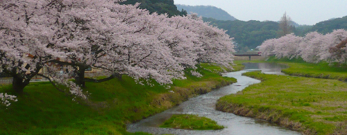 桜まつり 春まつり 鳥取県観光案内 とっとり旅の生情報