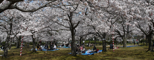 桜まつり 春まつり 鳥取県観光案内 とっとり旅の生情報