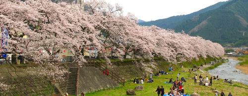 桜まつり 春まつり 鳥取県観光案内 とっとり旅の生情報