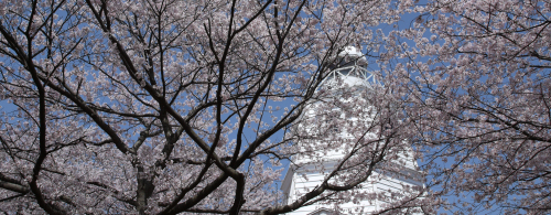 桜まつり 春まつり 鳥取県観光案内 とっとり旅の生情報