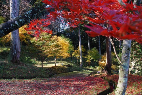 秋の定番 紅葉 鳥取県観光案内 とっとり旅の生情報