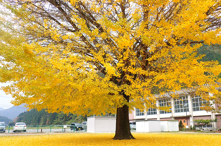 秋の定番 紅葉 鳥取県観光案内 とっとり旅の生情報