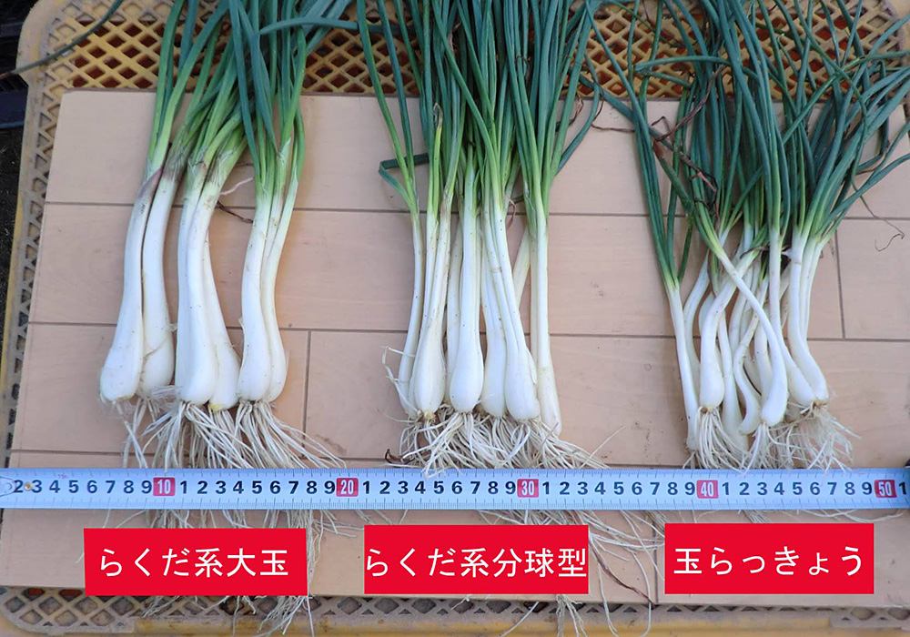 らっきょう 収穫体験 鳥取県観光案内 とっとり旅の生情報