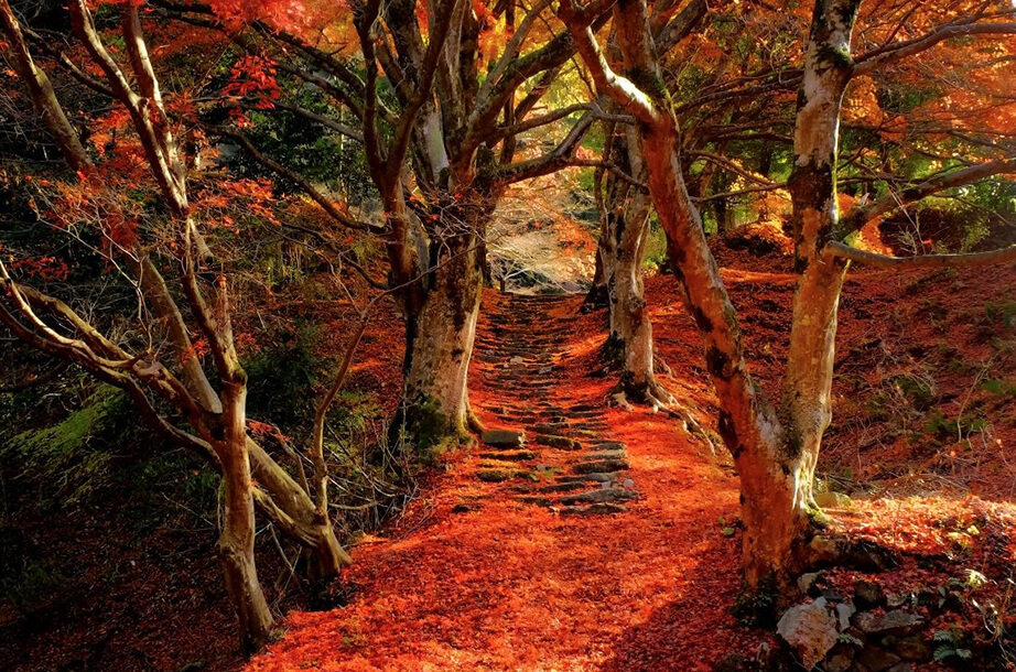 秋の定番 紅葉 鳥取県観光案内 とっとり旅の生情報