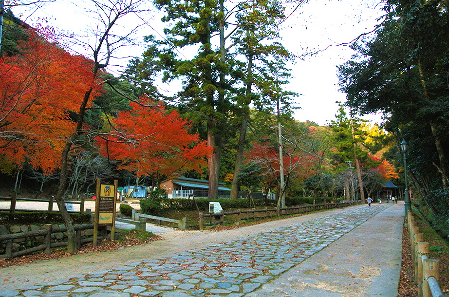 秋の定番 紅葉 鳥取県観光案内 とっとり旅の生情報