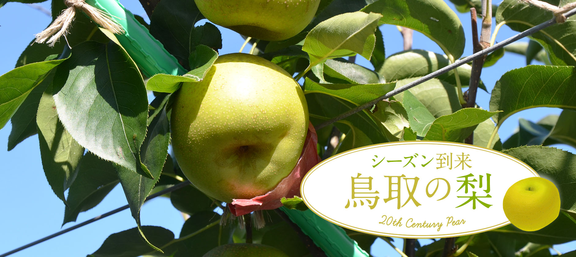 鳥取の梨シーズン到来 鳥取県観光案内 とっとり旅の生情報