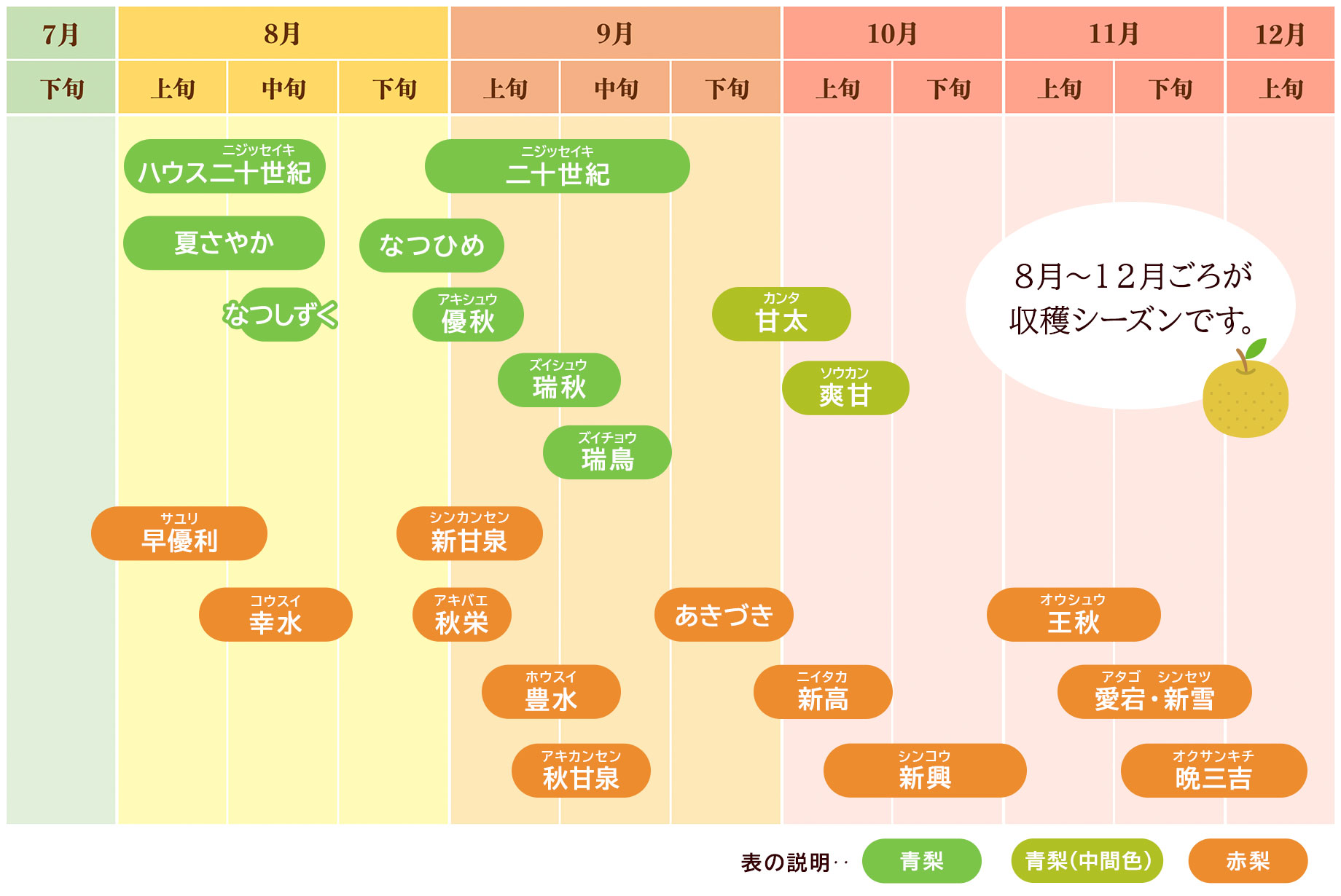 鳥取県梨の収穫カレンダー青梨赤梨の違い