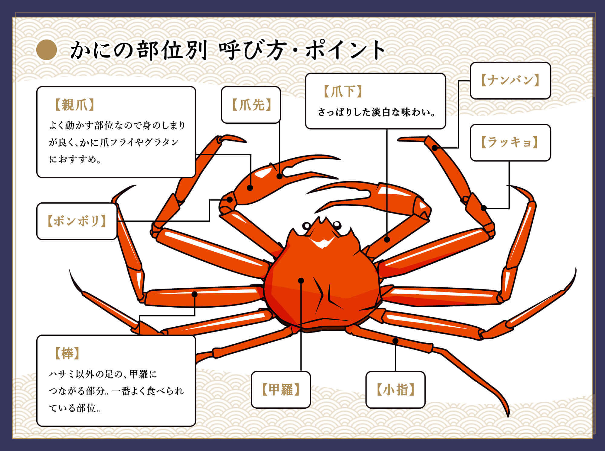 かにの部位別 呼び方・ポイント鳥取かにざんまい 親爪 よく動かす部位なので身のしまりが良く、カニ爪フライやグラタンにおすすめ ボンボリ 爪下 棒 ハサミ以外の足の甲羅に繋がる部分。一番よく食べられている部位