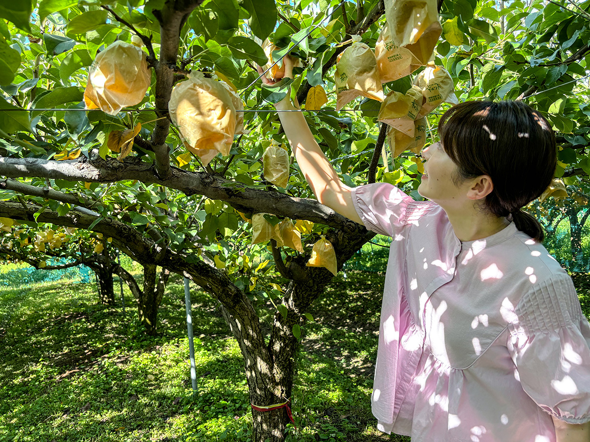 はっとうフルーツ観光園の梨狩り