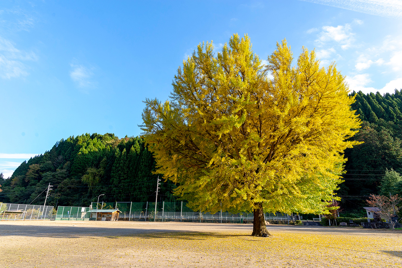 日野上小学校の大イチョウ