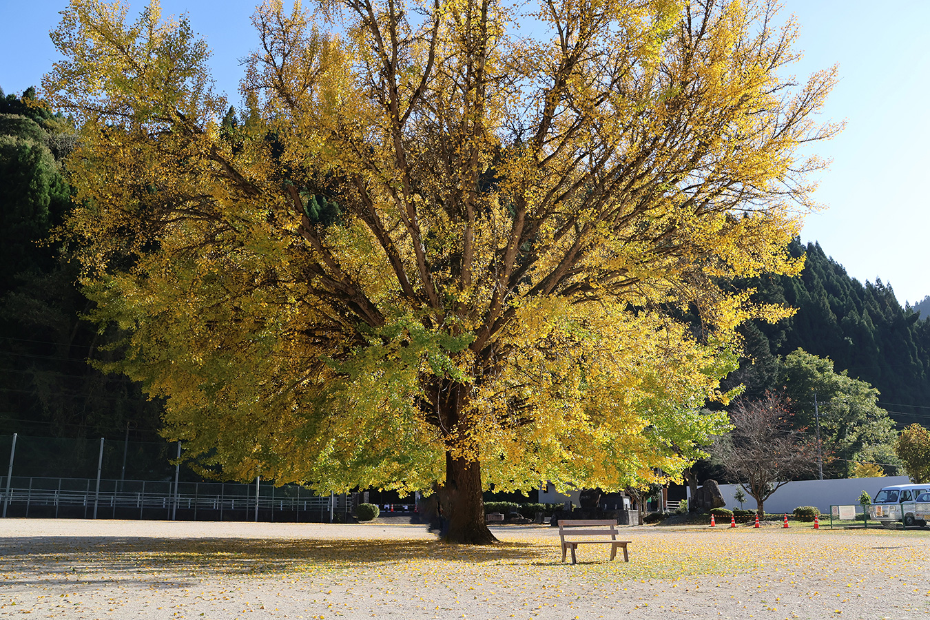 日野上小学校の大イチョウ