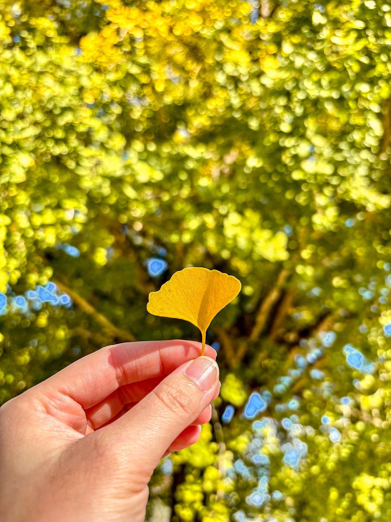 日野上小学校の大イチョウ